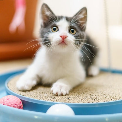 Super Arranhador Redondo Para Gato Relax Com Bolinha Miau